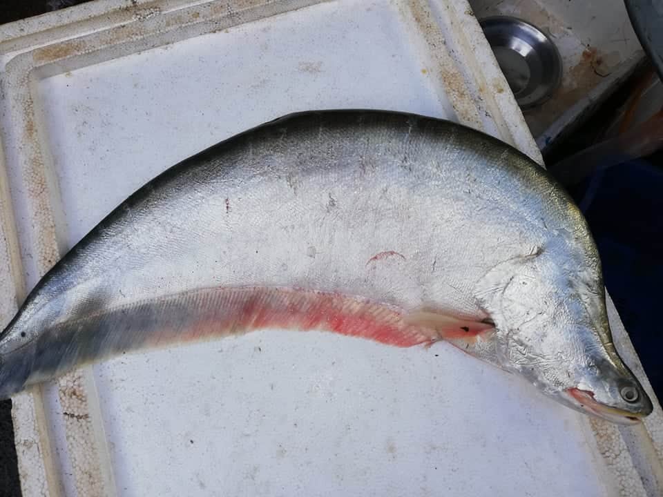 The Daily Fish - The Daily Fish added a new photo.