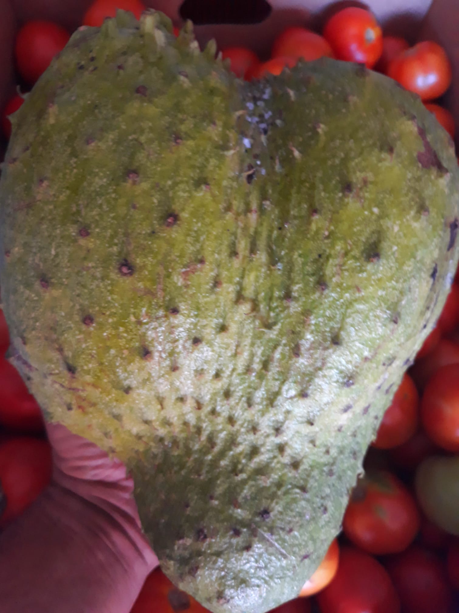 Témoignage De Guérisons Du Cancer Par Les Feuilles De Corossol