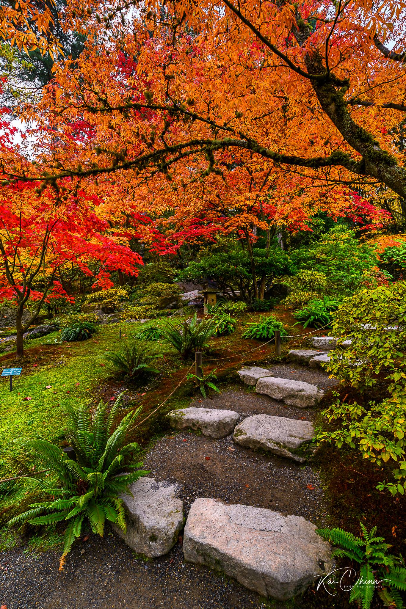 Another shot from the Seattle Japanese Garden!