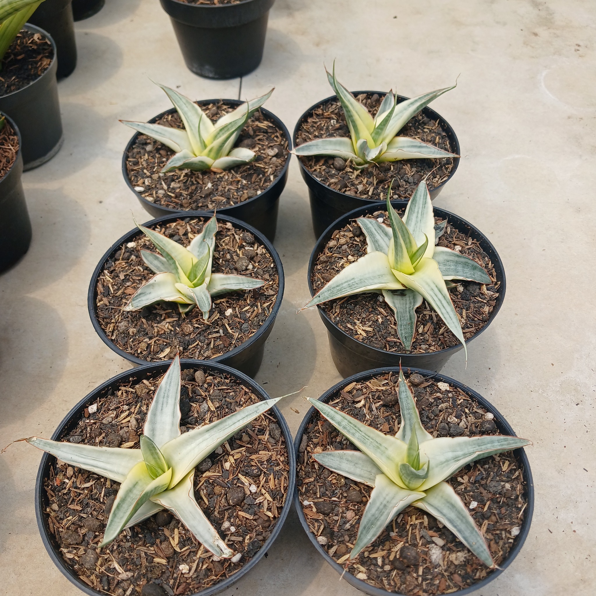 Sansevieria Snow White