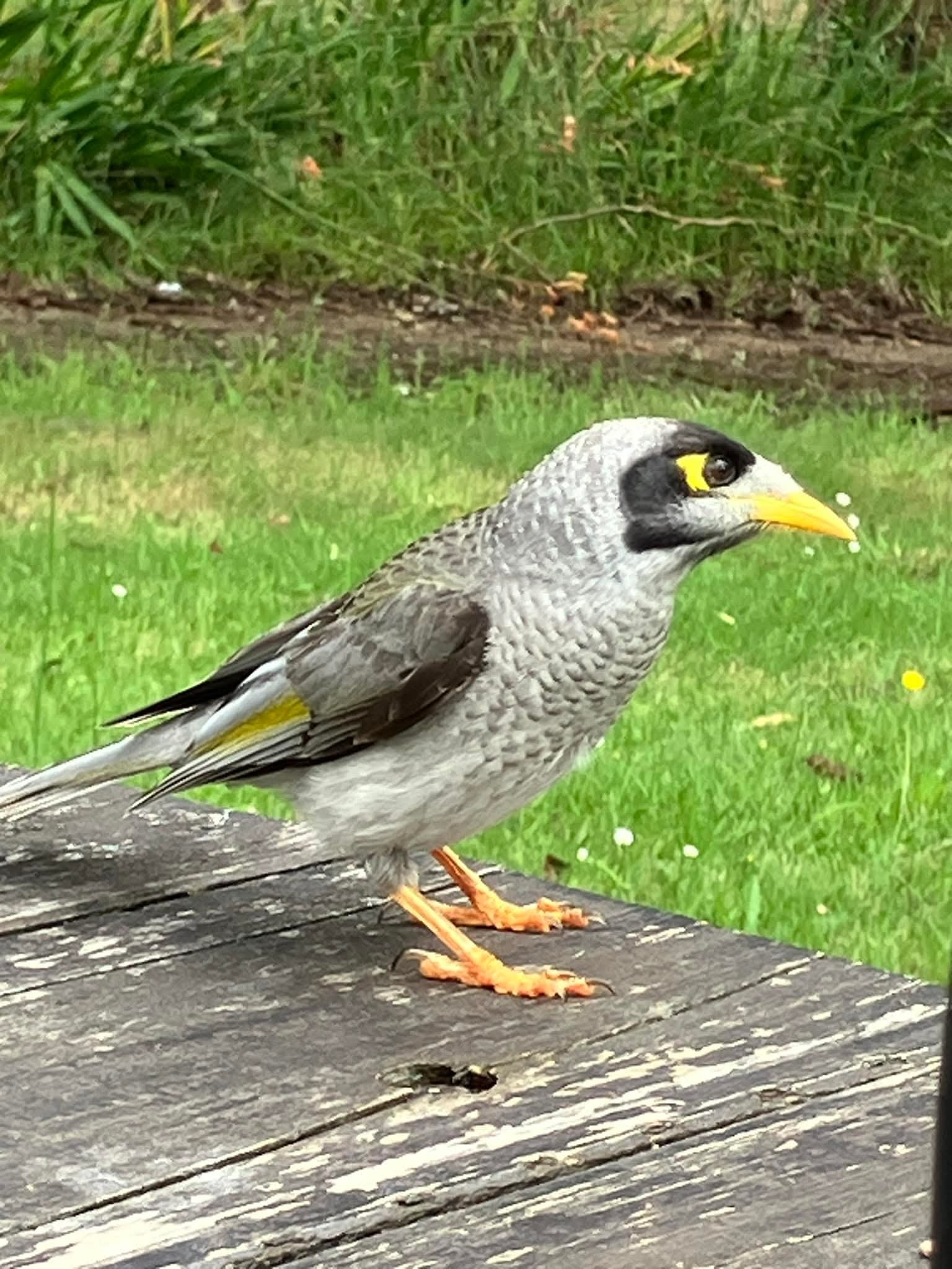 Native Birds in Australia | This funny little fella visited our table ...