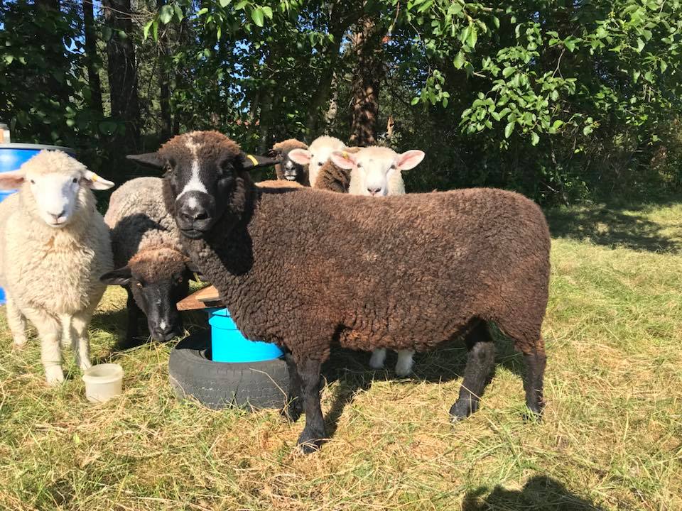 Halstead Farm | Merville BC