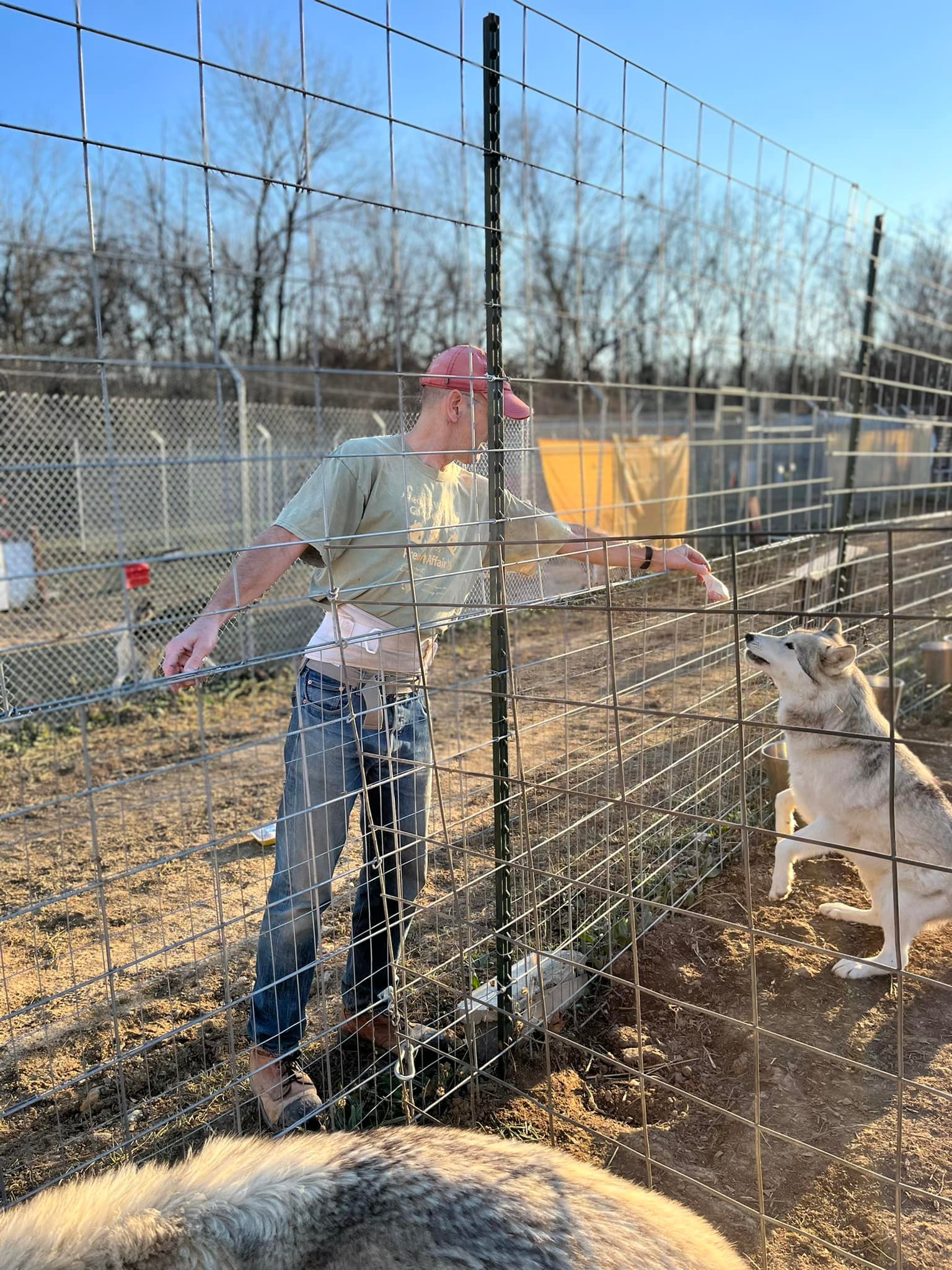 Red... - Red Riding Hood Rescue Project - a wolfdog rescue