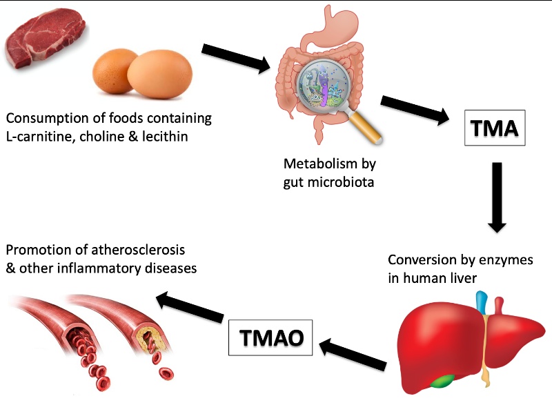 tmao l-carnitine Research into TMAO, or trimethylamine N-oxide, has revealed its connection to some serious heart, vessel and kidney diseases when high levels of the compound are detected in the body. The information about Size:3 Month Supply B12 for Dogs with Digestive Issues reconstitute bpc 157 tb