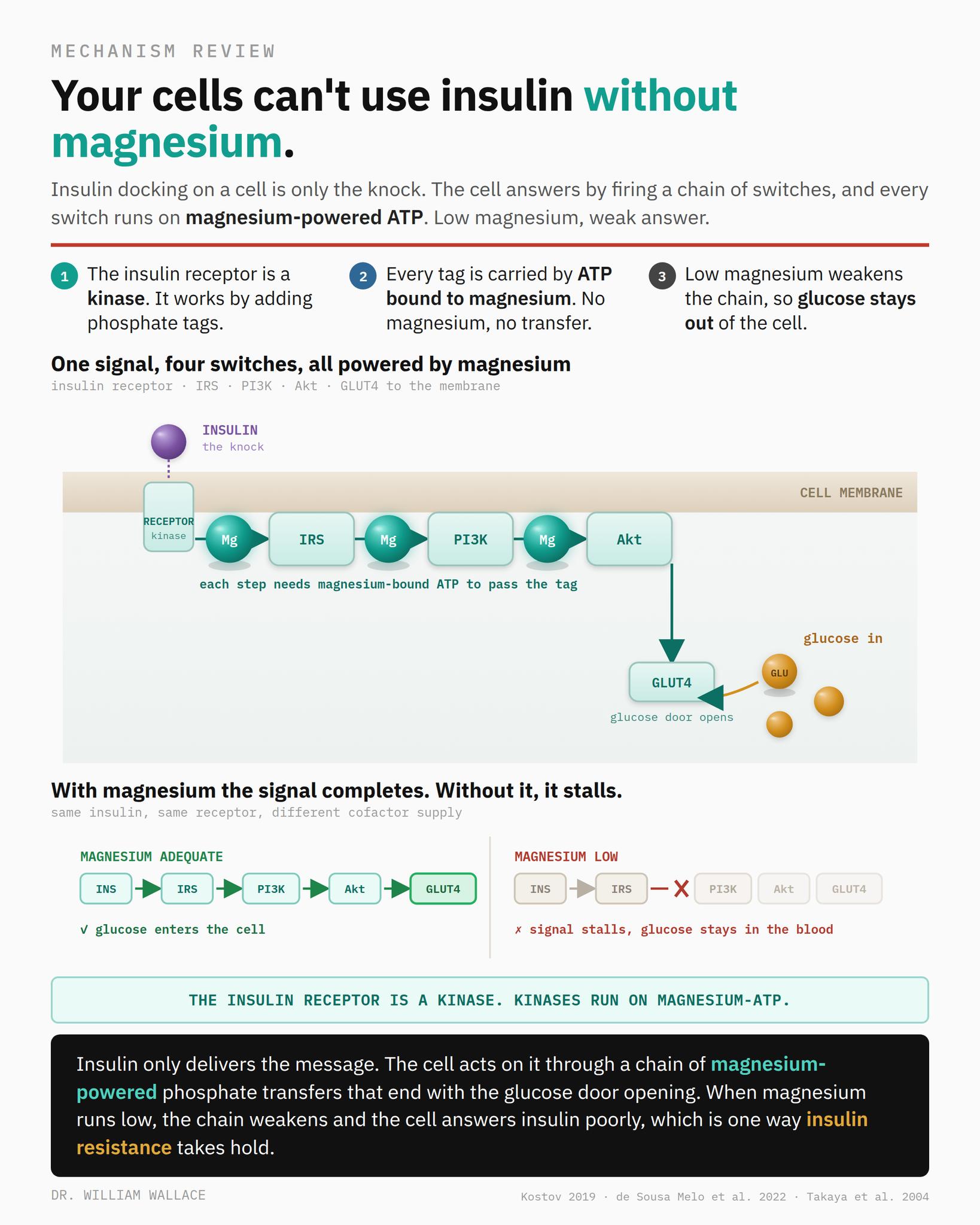 Taking magnesium with a GLP-1 like Ozempic? Learn how they can interact, potential digestive effects, and key safety tips. Click the link in the comments to learn more