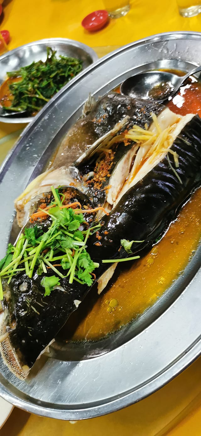 Raub - 红尾白须公 Baung Merah 特征：外观与白须公相似，但身型较为修长，且尾巴为红色。 体积：可达三、四公斤 特性：栖息于 ...