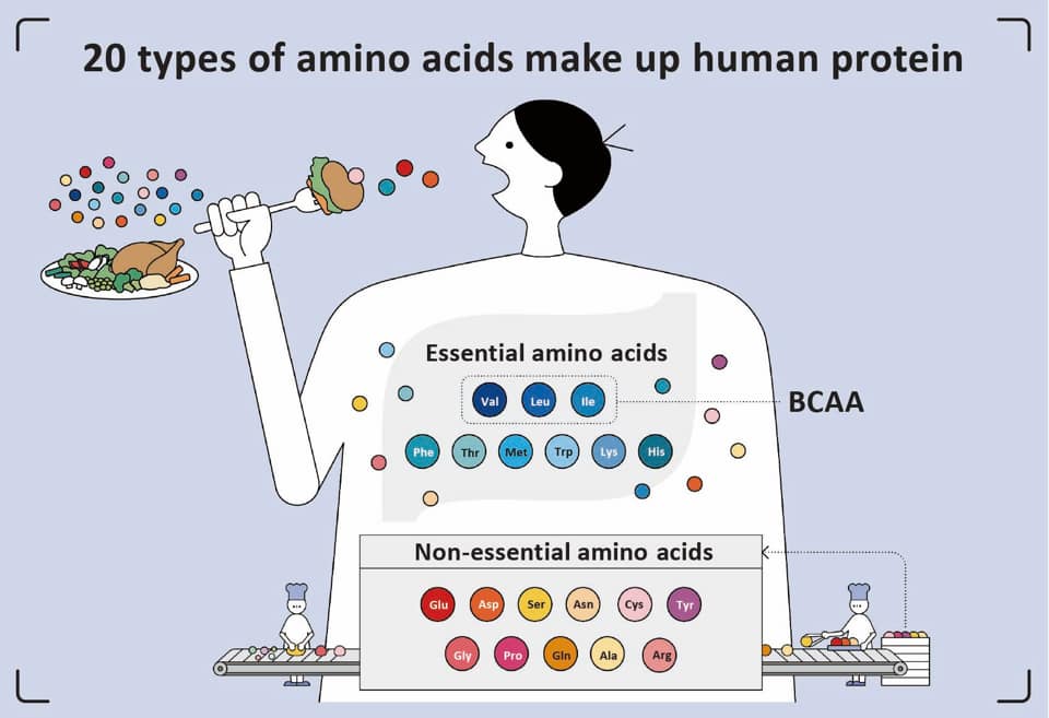 My Real Way - Protein deficiency in human body. Proteins are large ...