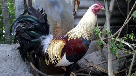 Jual beli ayam negare | Cari ayam potong 5 ekor | Facebook