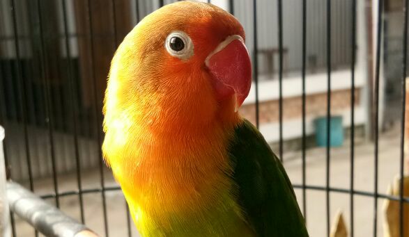 Jual Beli Burung Area Ranau | Facebook