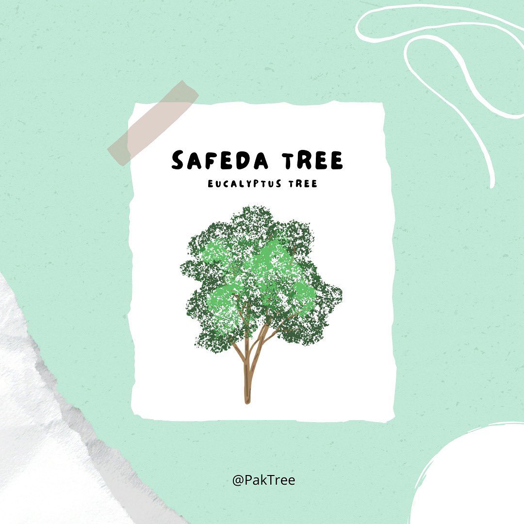 PakTree | Lahore