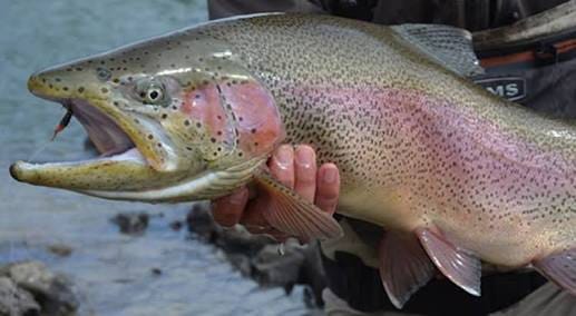 Haider Trout Fish Farm | Skardu