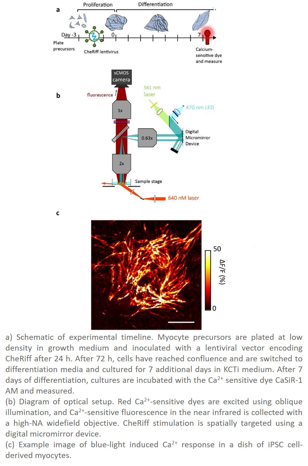 Science Mission - Improved stem cell model for Duchenne muscular ...