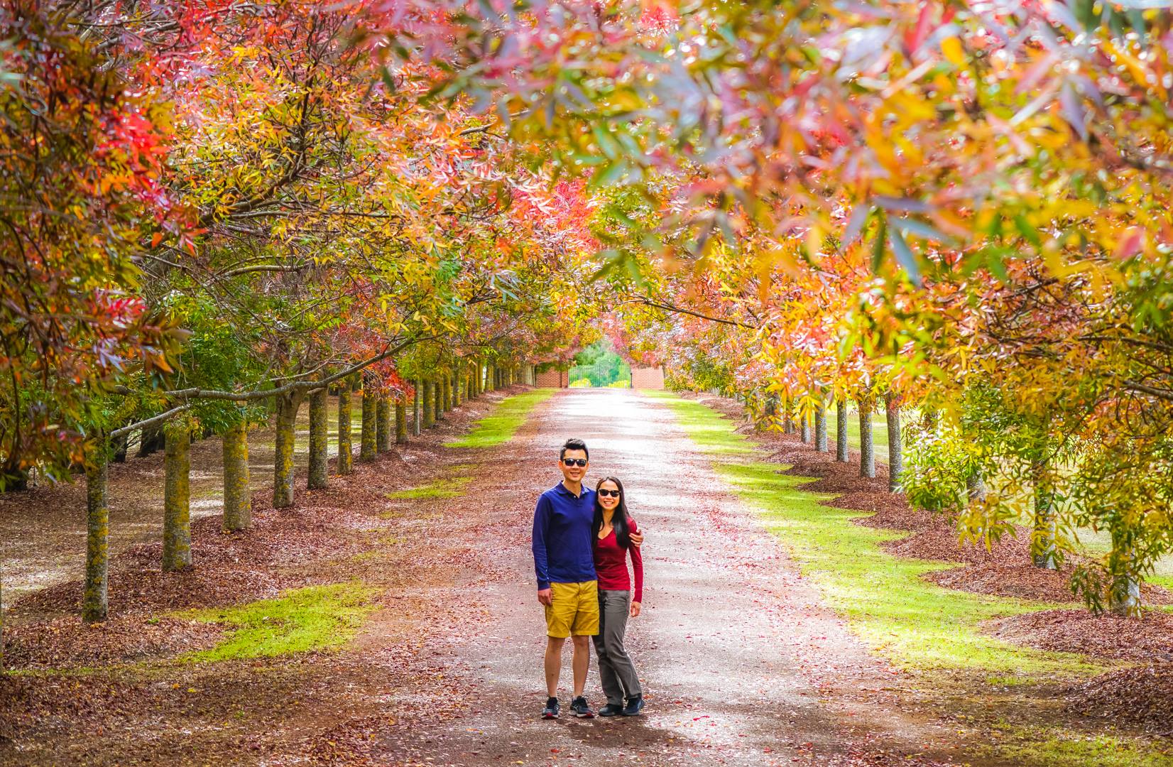 ABC Perth - 😍😍 How gorgeous do the Claret Ash trees at... | Facebook