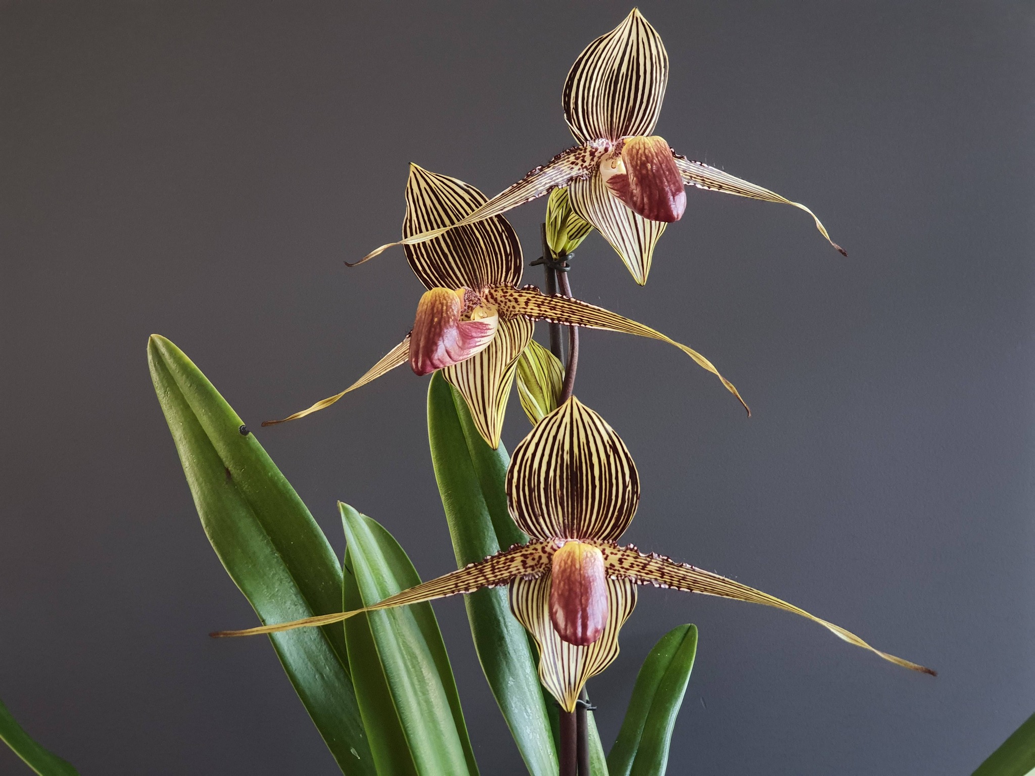 Paphiopedilum rothschildianum 'Aurélien' first bloom at home