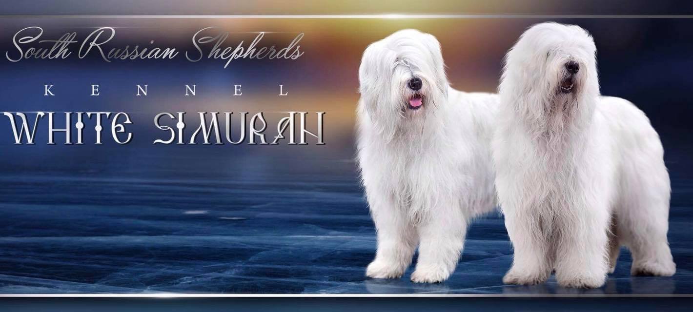 South Russian Shepherd WHITE SIMURAN | Facebook