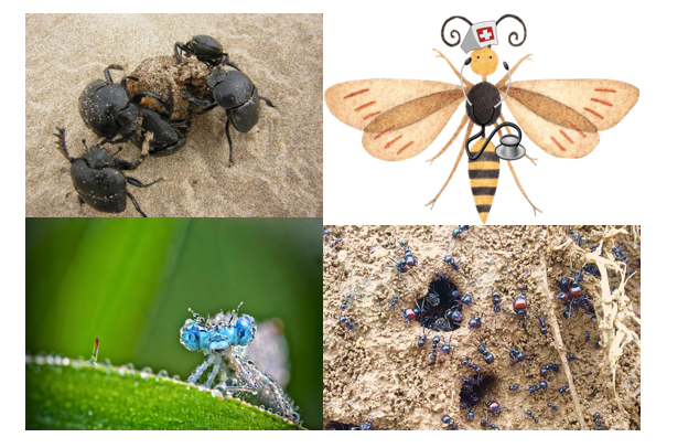 Insectos mexicanos en peligro de extinción - Simbiosis humano-insecto ...