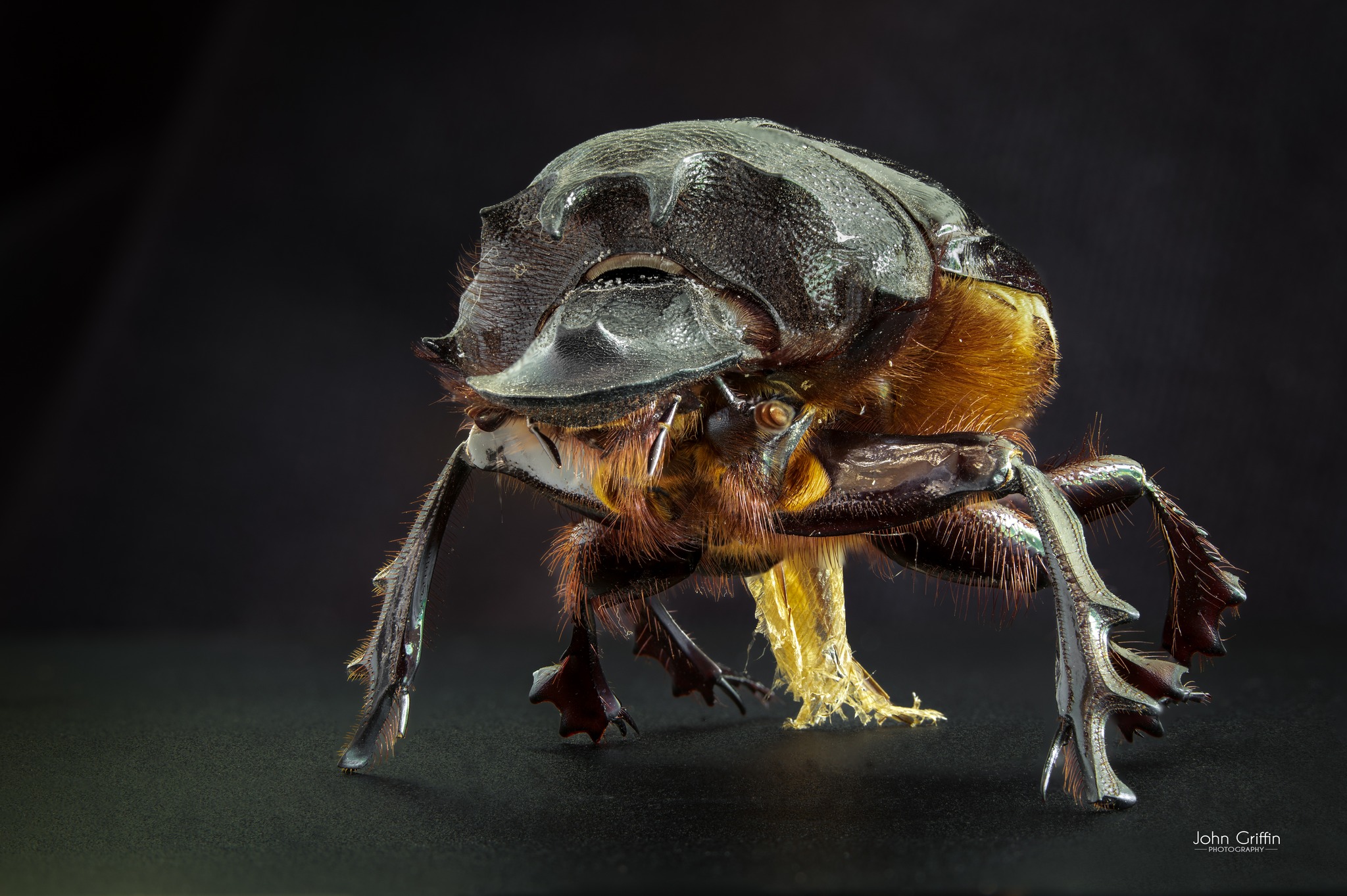 What is this 50mm Heliocopris beetle species from Central Africa?