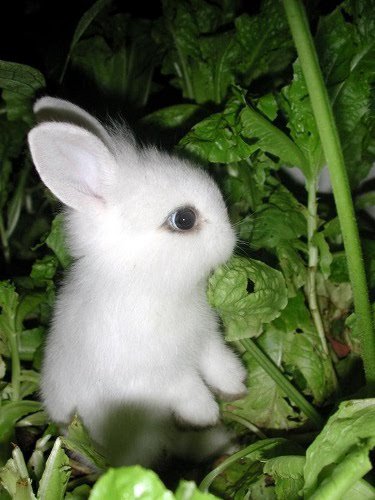 White Rabbit (Nivens McTwisp)