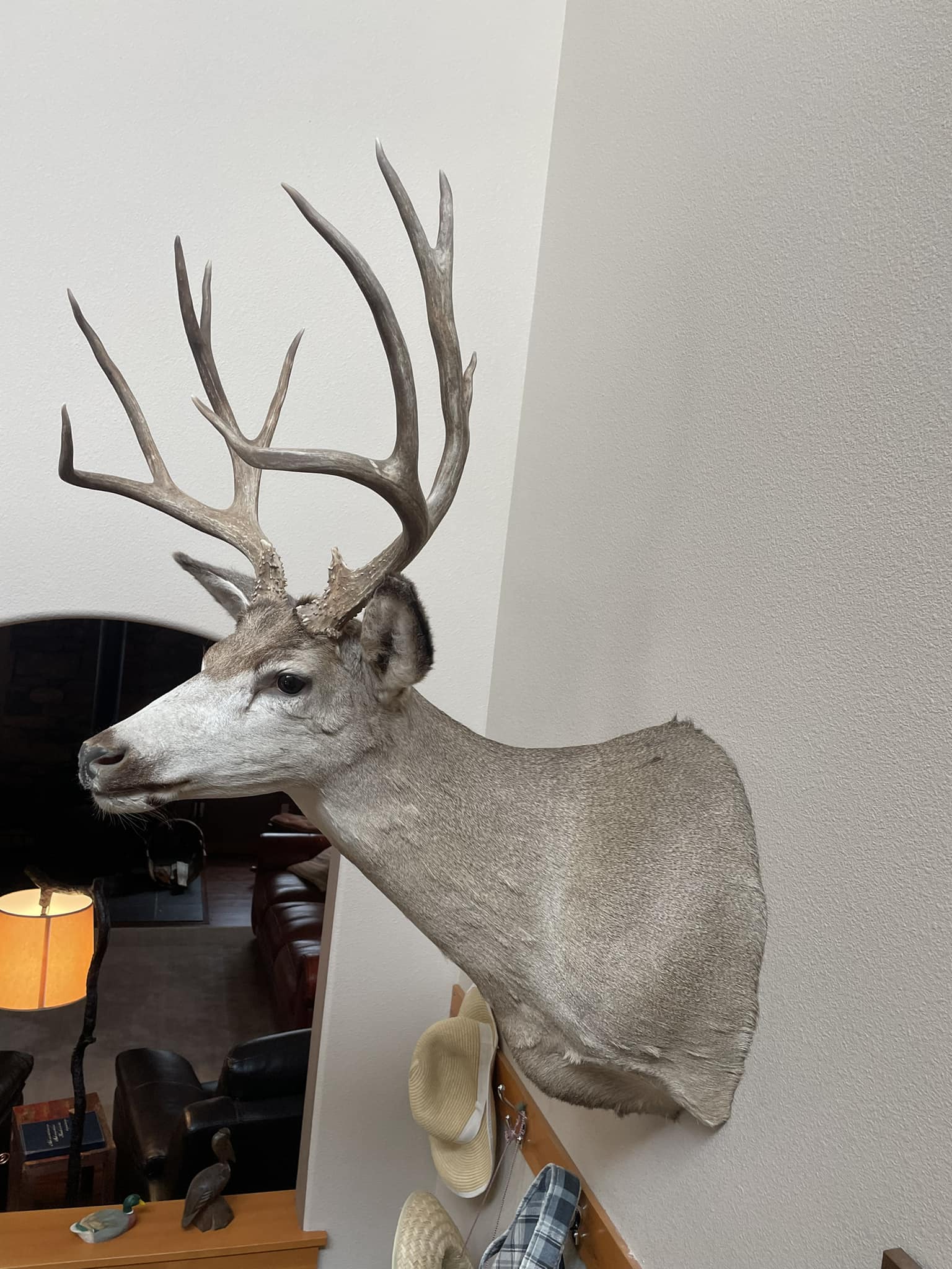 Huge replica B&C ANTLER DEER ANTLERS TAXIDERMY
