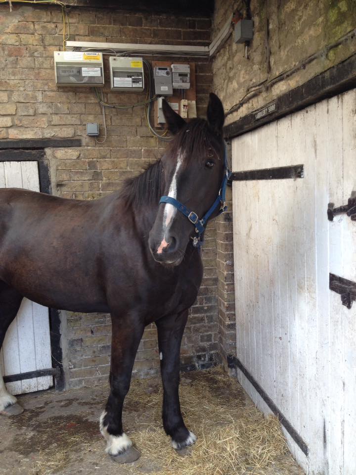 Rednil Farm Riding Stables | Lincoln