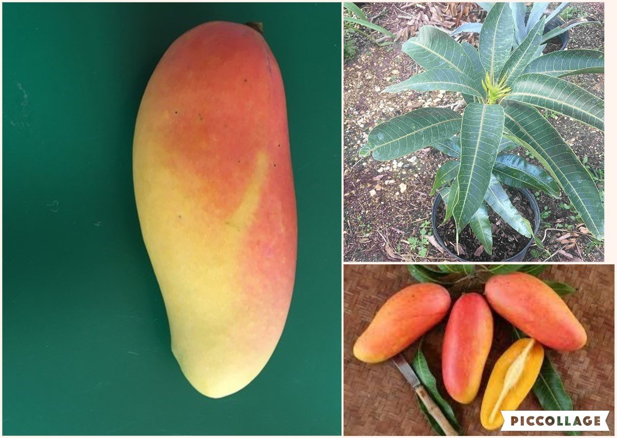 maha chanock dwarf mango grafted trees in 3gal arboles de mango enano ...