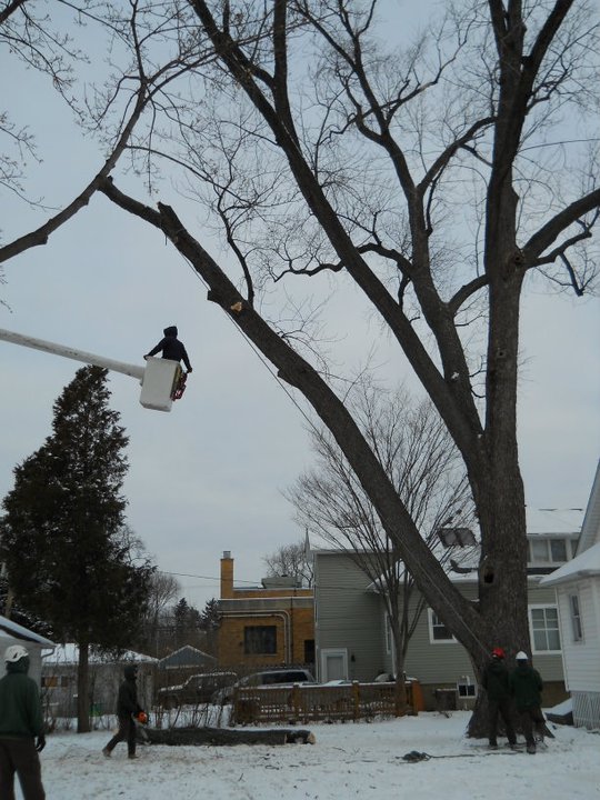 Sabatello Tree Care | Arlington Heights IL