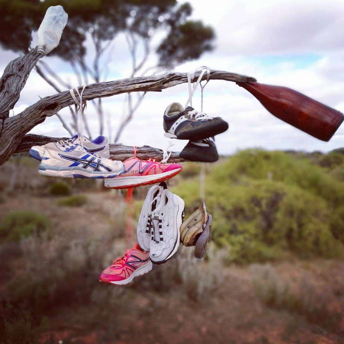 Who's seen something like this while... - Nullarbor Roadhouse | Facebook