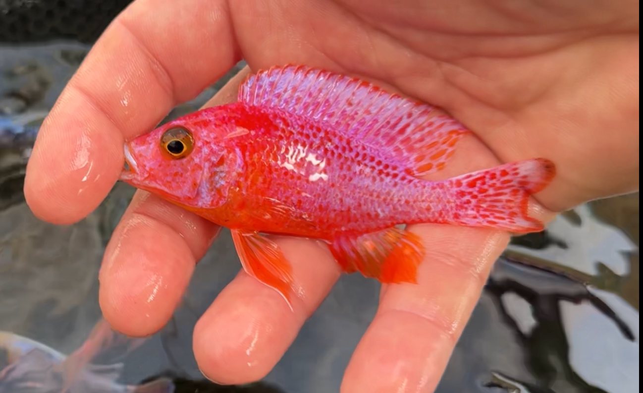Cichlid Shef