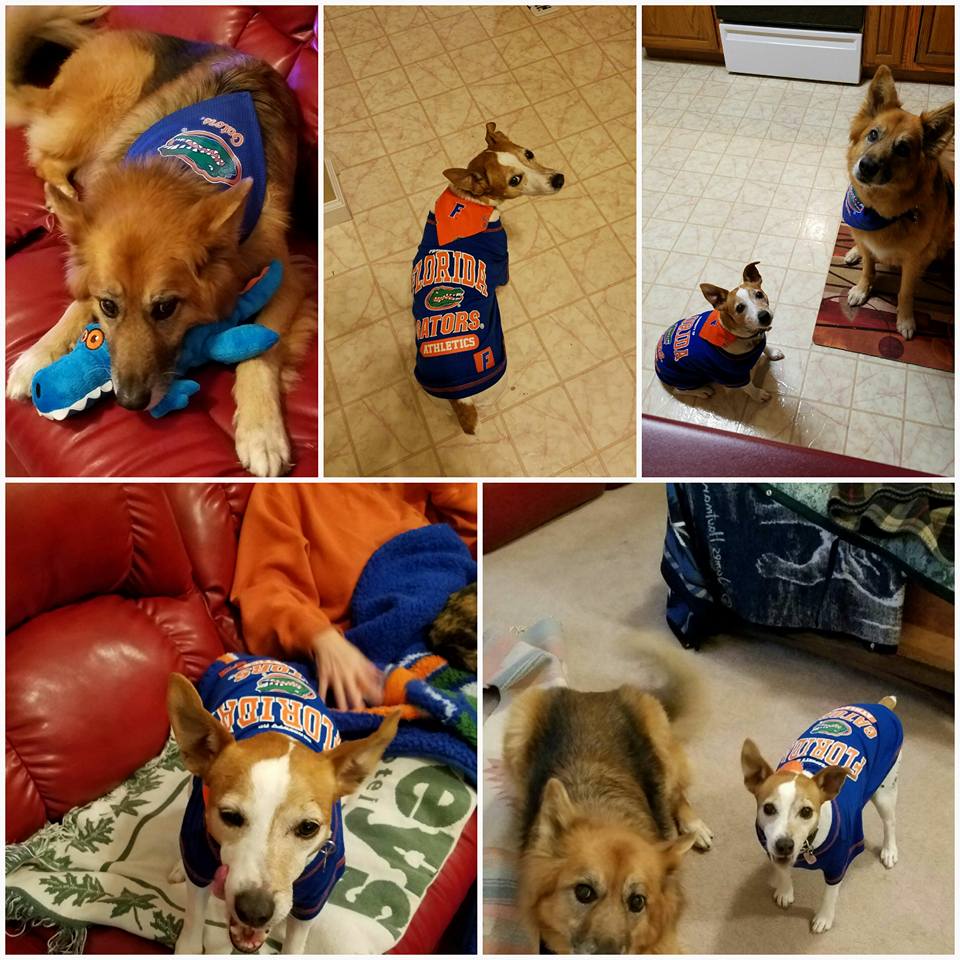 Spoil 'Em Rotten Pet Sitting