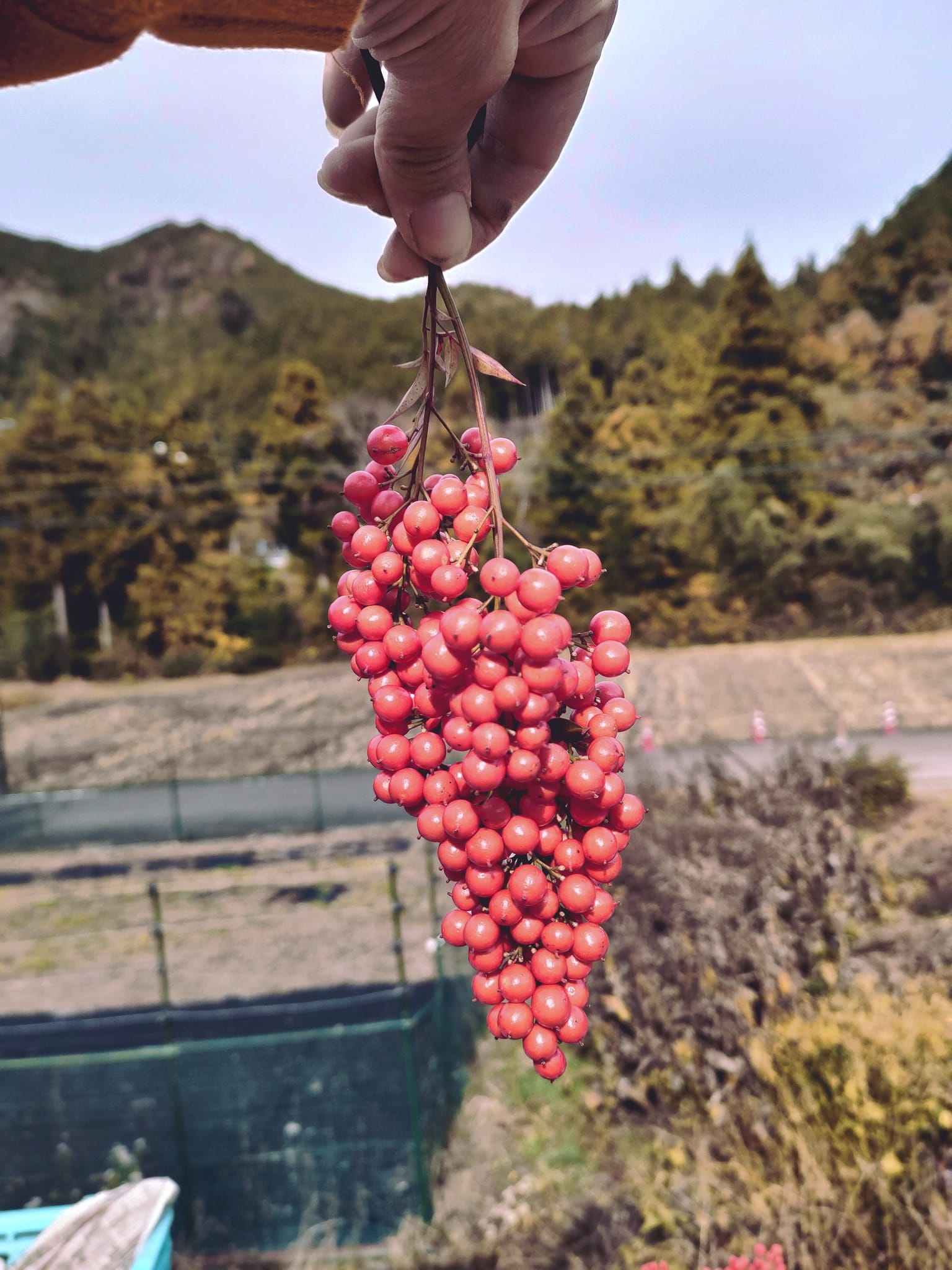 とりたて真っ赤な南天の実完売致しました。本当に有難うございました☆