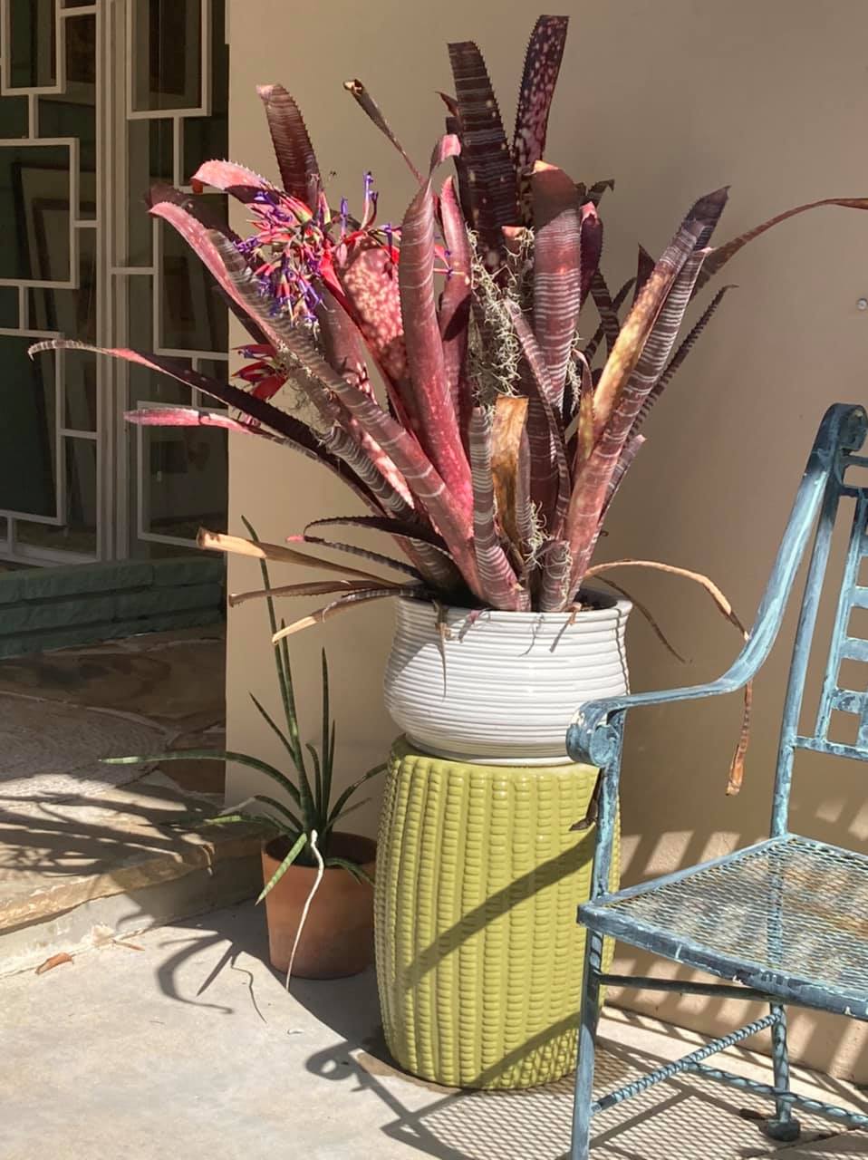 Billbergia 'La Vie en Rose' bromeliad plant