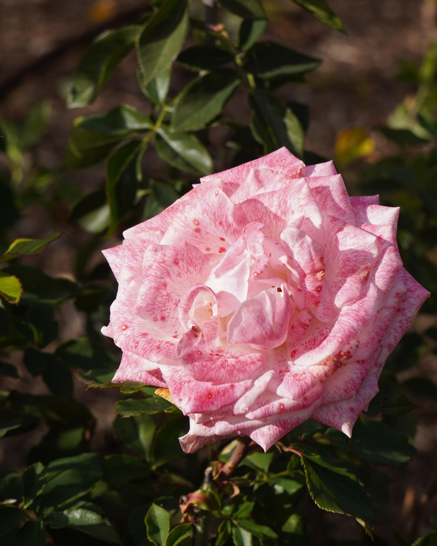 WHERE THE ROSES ARE 🌹 // rows upon... - Perth Food Review