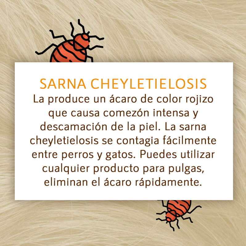 🐾La palabra sarna se utiliza para... - Perrillos y perrones