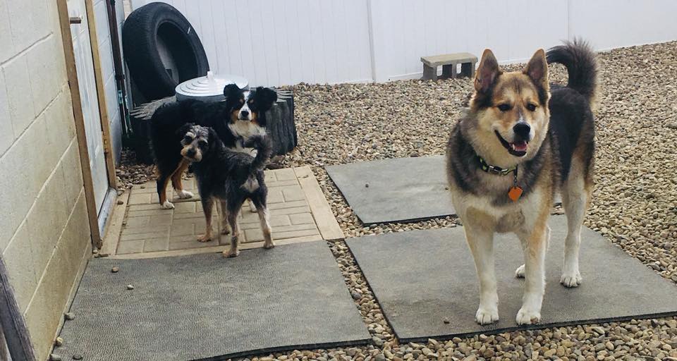 The early risers are here already... - Happy Dogs Daycare