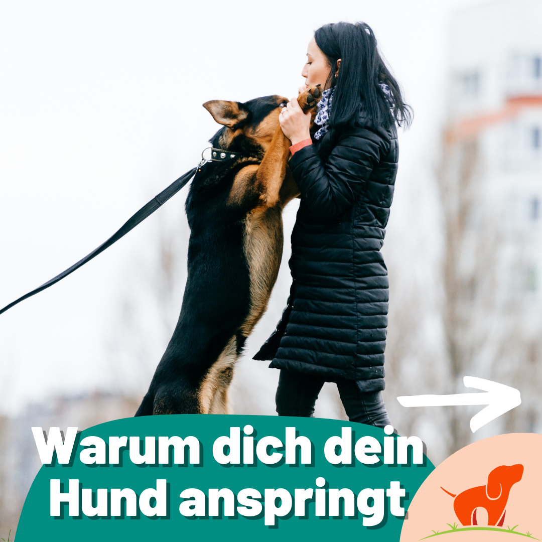 Liebe zum Hund - ein Service von Hundewiese.de - Warum dich dein Hund ...
