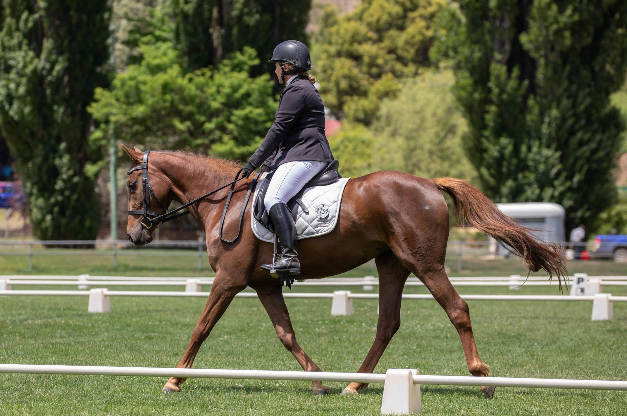 For Sale Weemala Fresita –... - Weemala Performance Horses