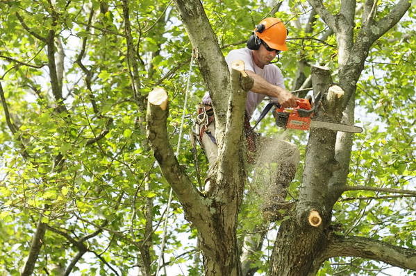 Ross Tree Service LLC | Canton MS