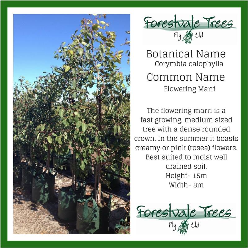 Forestvale Trees Pty Ltd | Oakford WA