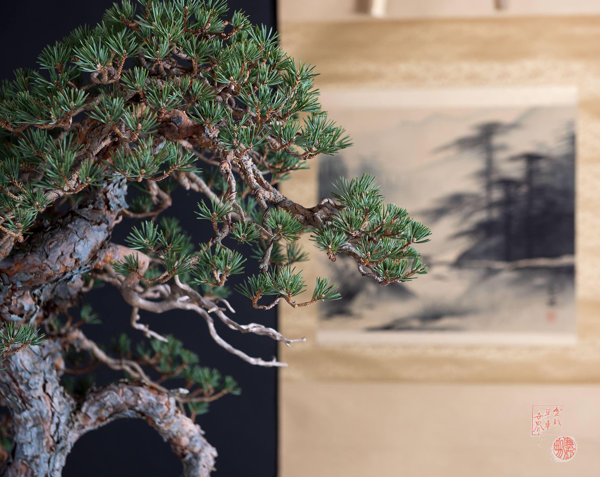 Introduction to wabi-sabi concept for bonsai enthusiasts