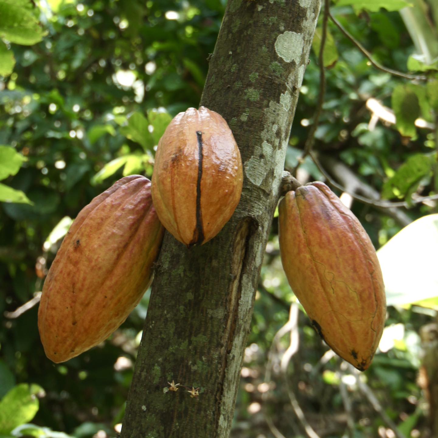 Comagro OÜ - What is flavoured and ordinary cocoa? The...