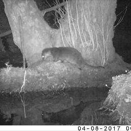 The Otters of Tom Rudd Beck