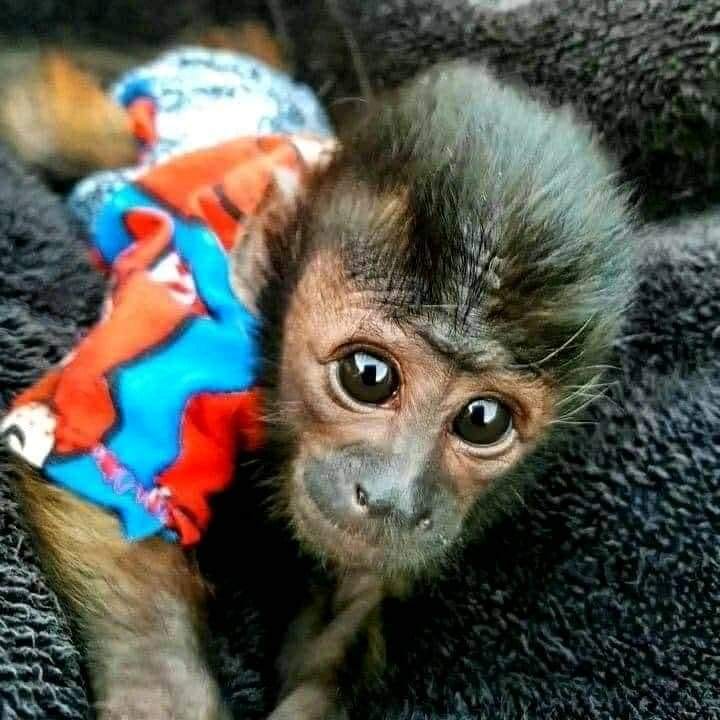 capuchin 🐒 for adoption | Facebook