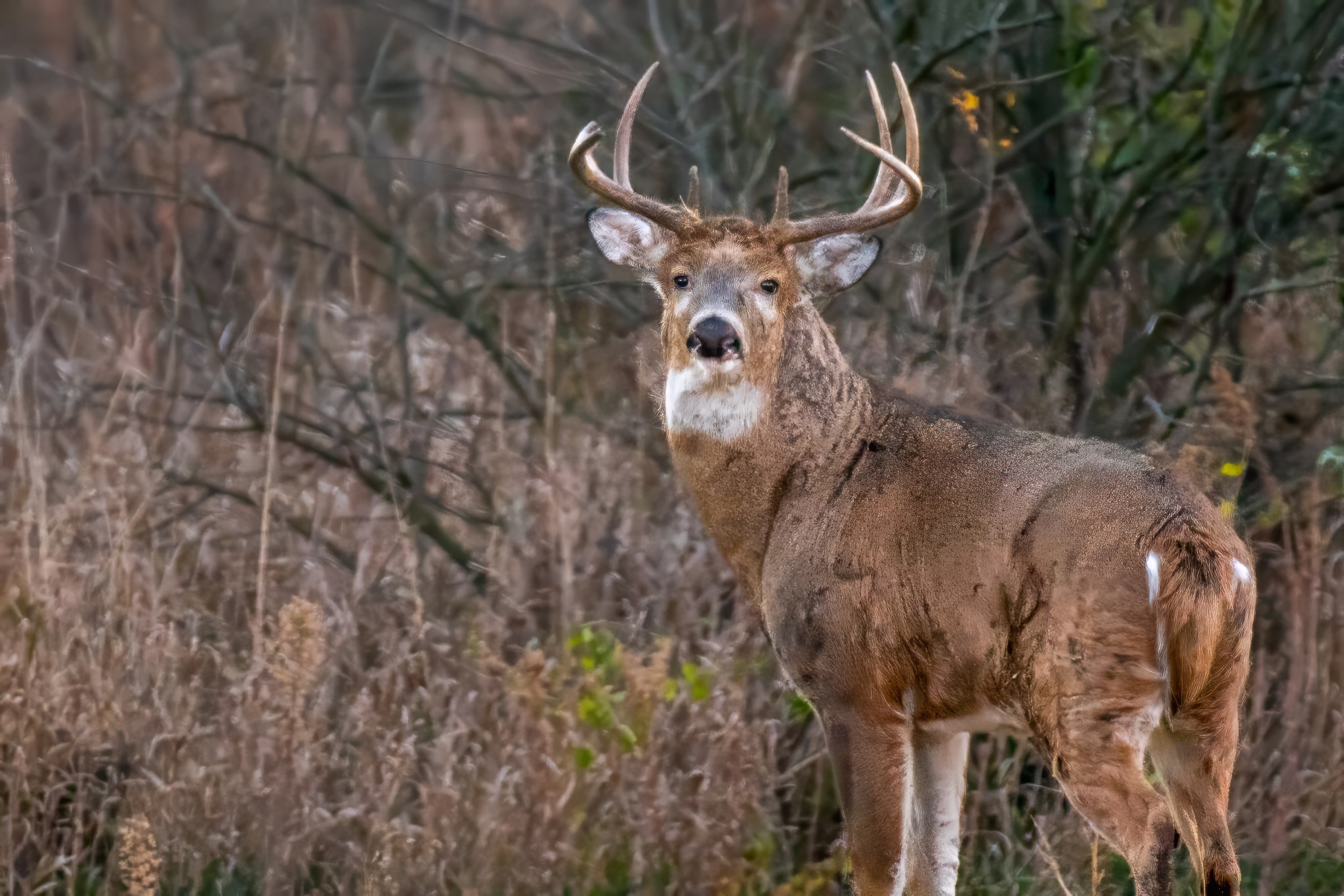 jwolf WILD photography added a... - jwolf WILD photography