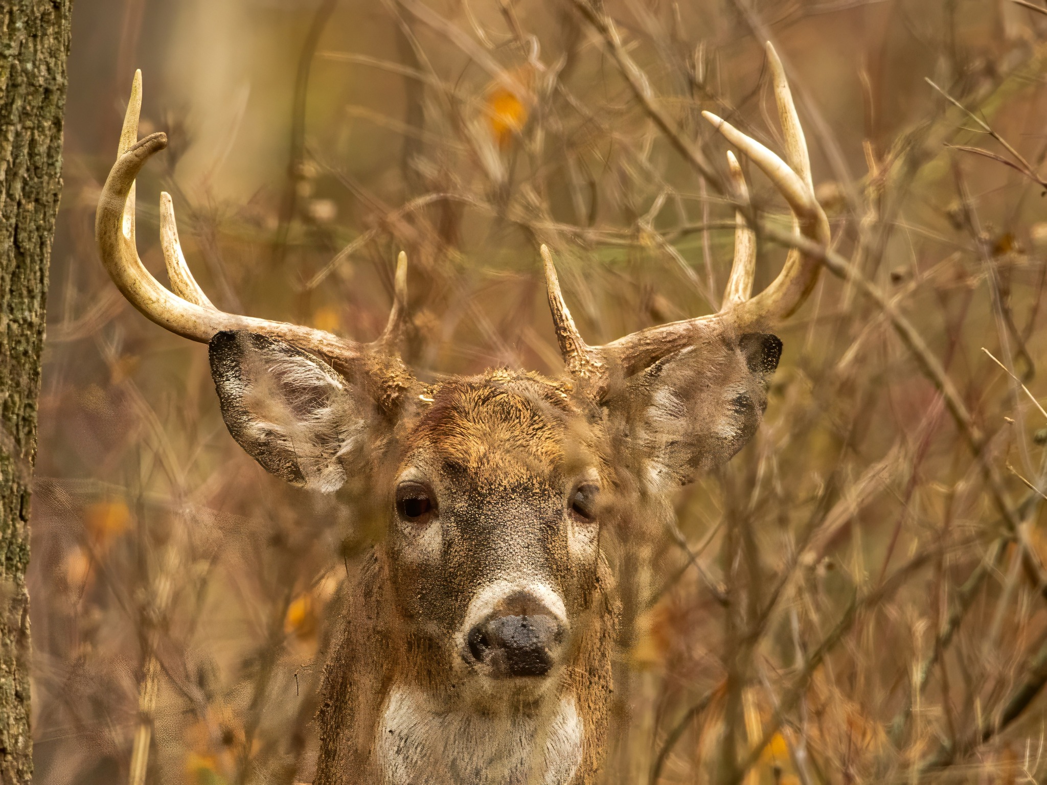 jwolf WILD photography added a... - jwolf WILD photography