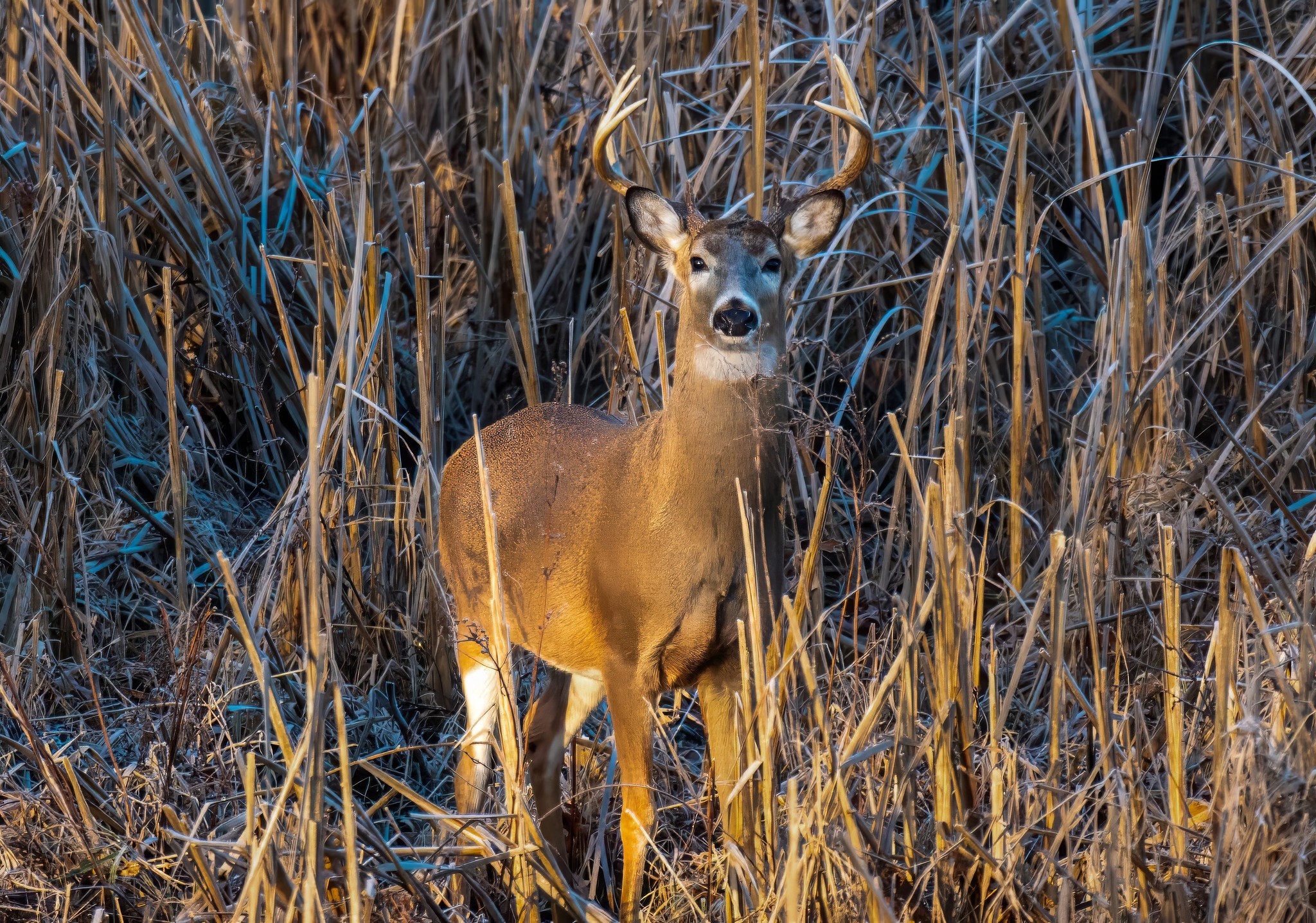 jwolf WILD photography added a... - jwolf WILD photography