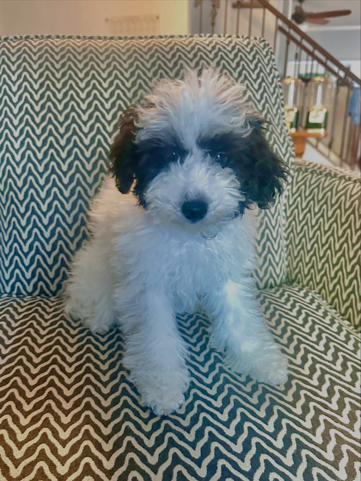 Phoenix Sheepadoodle puppies | Queen Creek AZ