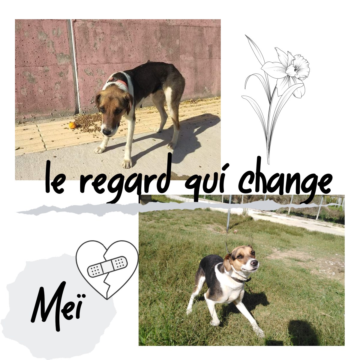 Aidons Les Animaux Help A Greek Stray