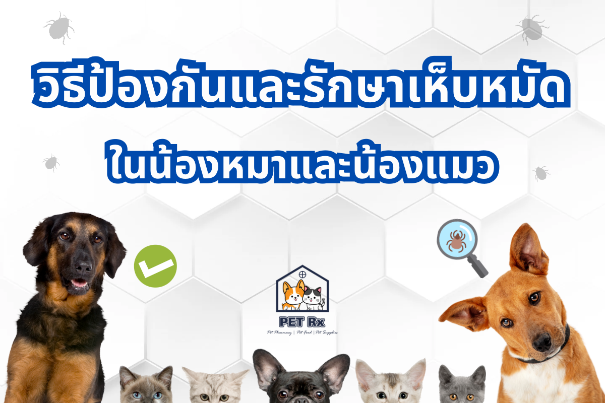 PET Rx - ยาและอาหารสัตว์ | Bangkok