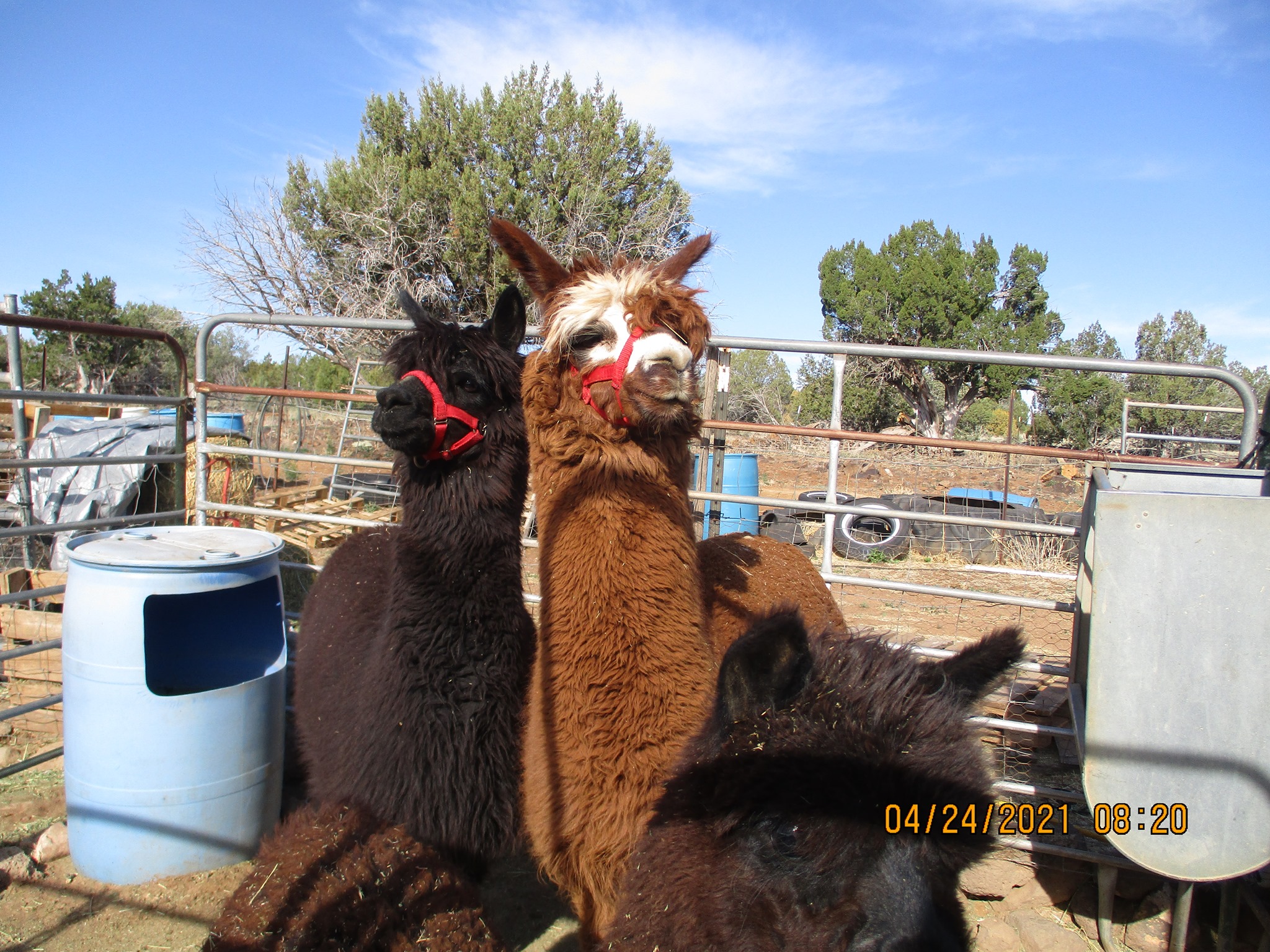 AlAnn Ranch