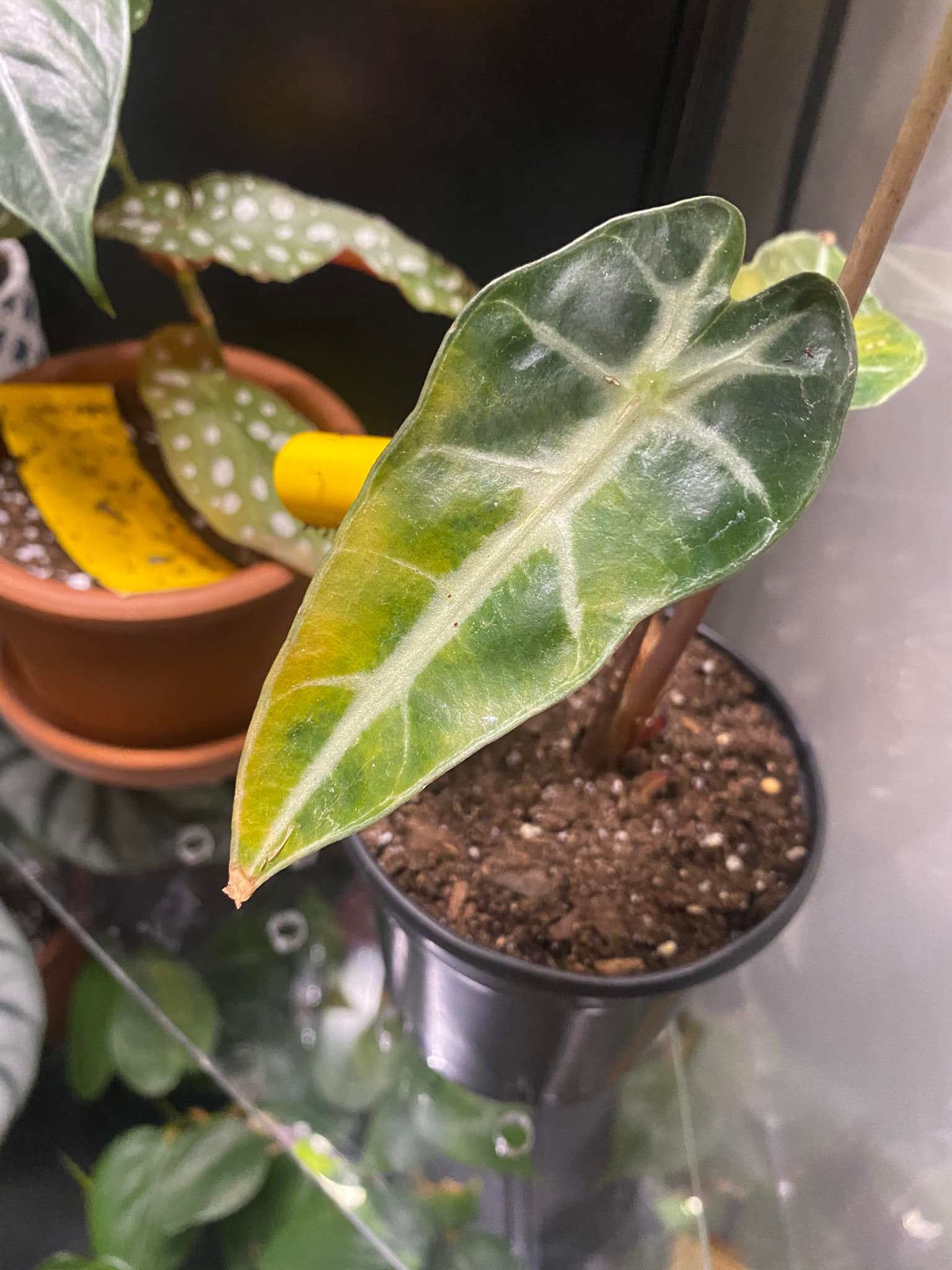 Root rot in Alocasia Bambini plant display picture 1